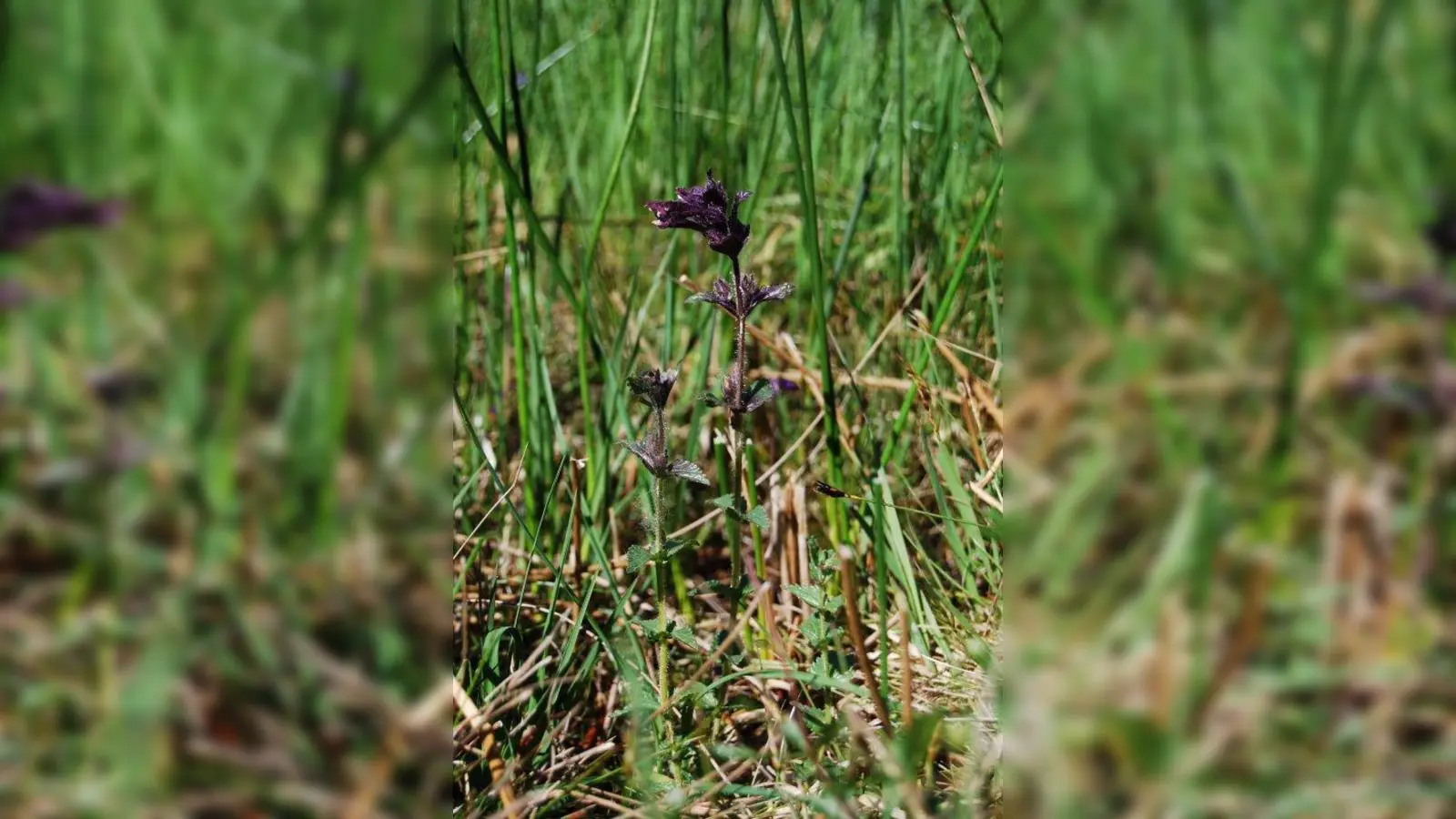Man muss schon genau schauen, um den Alpenhelm inmitten der Wiesenkräuter zu entdecken. (Foto: Schwahn)