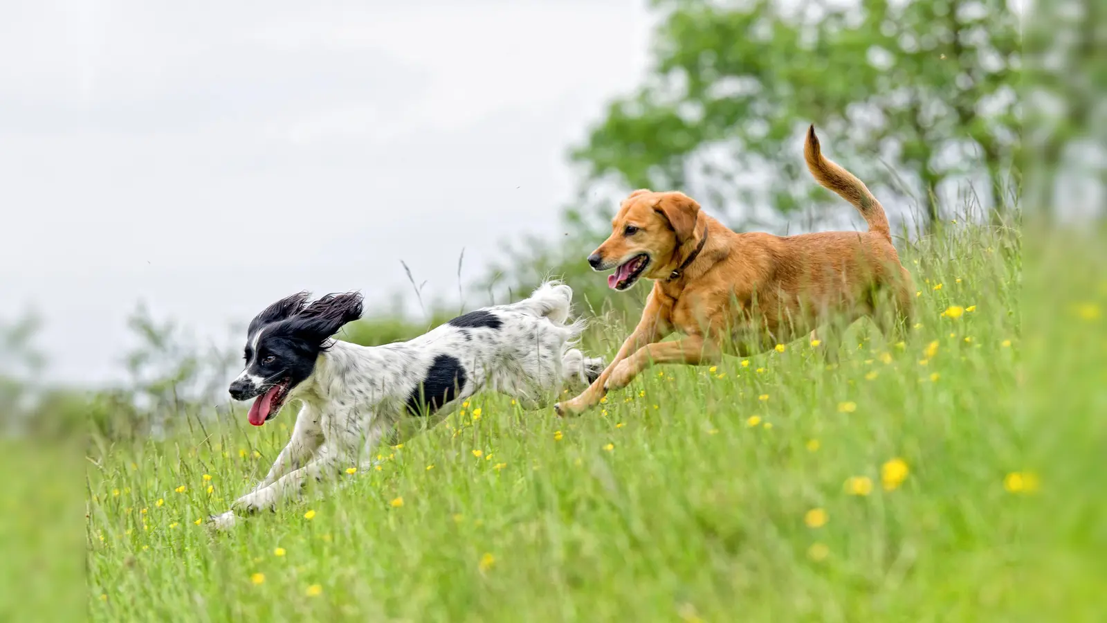 Frei über die Wiese zu toben, ist einfach herrlich. Sich dabei Zecken einzufangen nicht. (Foto: DJD/Formel Z/Getty Images/dageldog)
