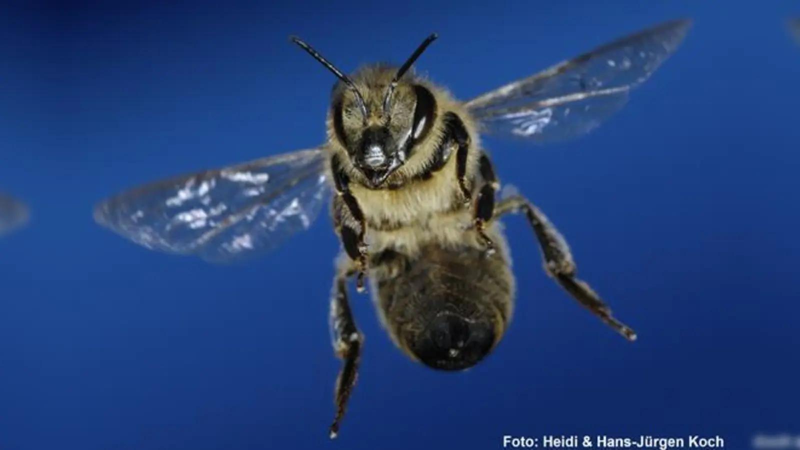 Herausragende Fotografien, wie hier der Blaubiene, in der Ausstellung über Bienen. 	 (Foto: DJFM)