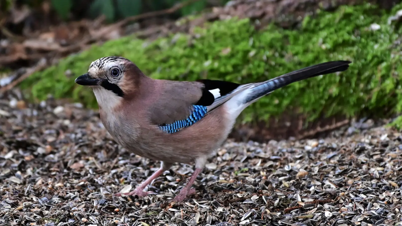Der Eichelhäher wird oft als Wächter des Waldes bezeichnet. (Foto: Thomas Hagner)