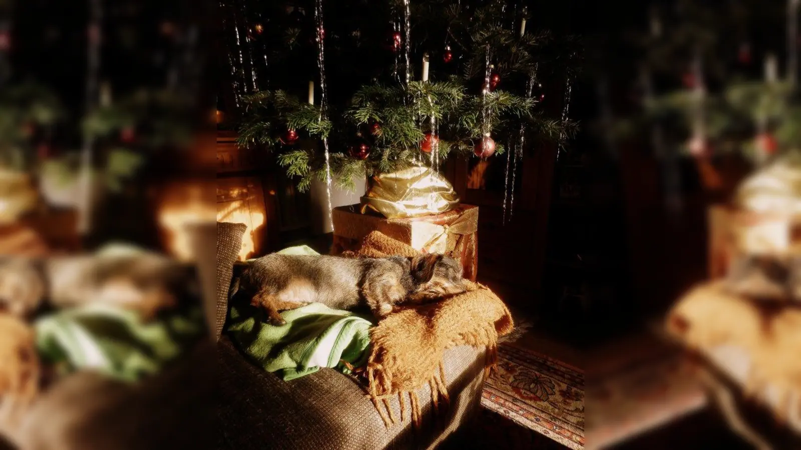 Ganz entspannt unter dem Weihnachtsbaum - mit einigen Vorsichtsmaßnahmen kein Problem. (Foto: M. Großmann / pixelio.de)