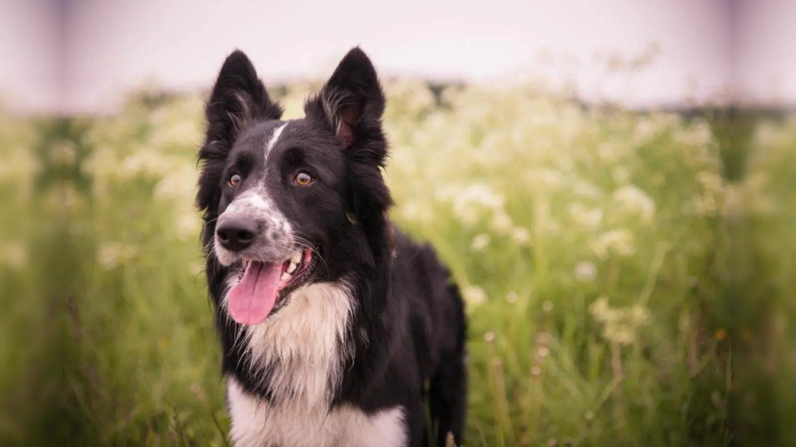 Bei der Hundewanderung sind alle Hunde willkommen, die älter als sechs Monate sind. (Foto: Tierheim München)
