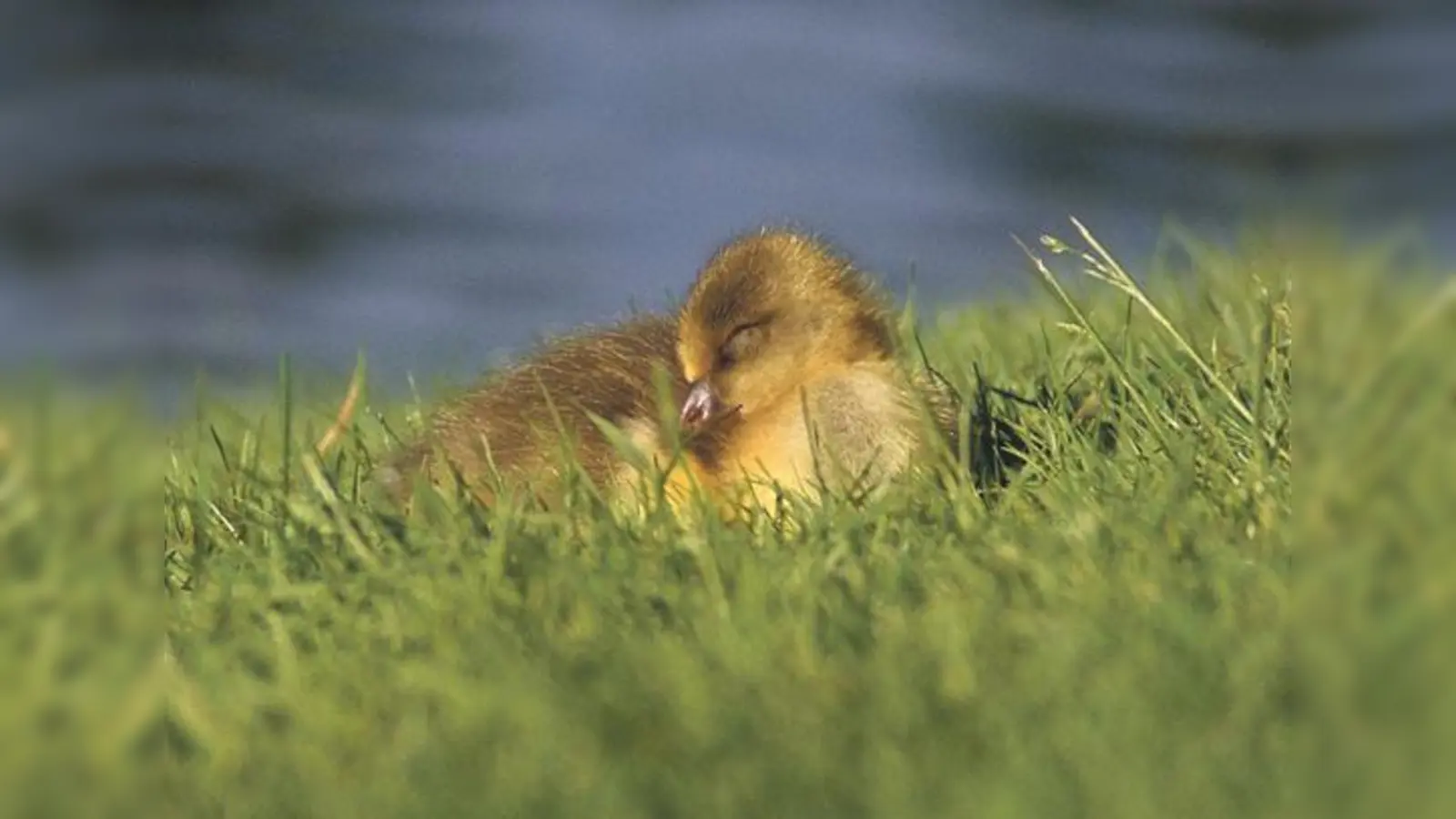 So ein Graugansleben ist anstrengend. Auch Gössel müssen sich von den Strapazen des Alltags erholen.	 (Foto: Silke Sorge)