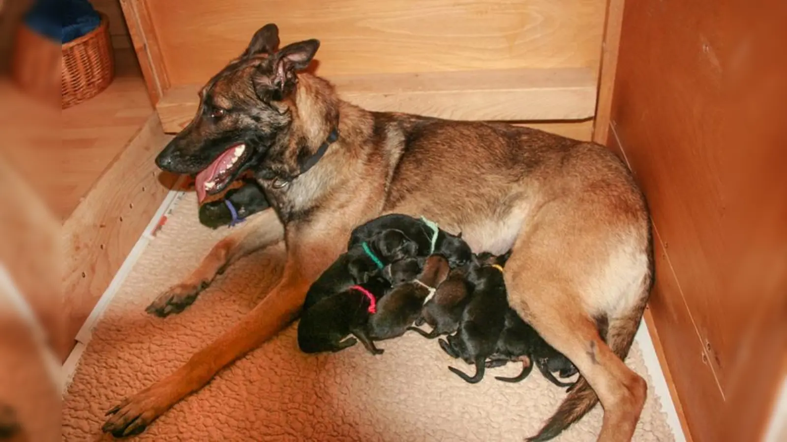 Nachwuchs bei der Münchner Polizei. (Foto: Polizei)