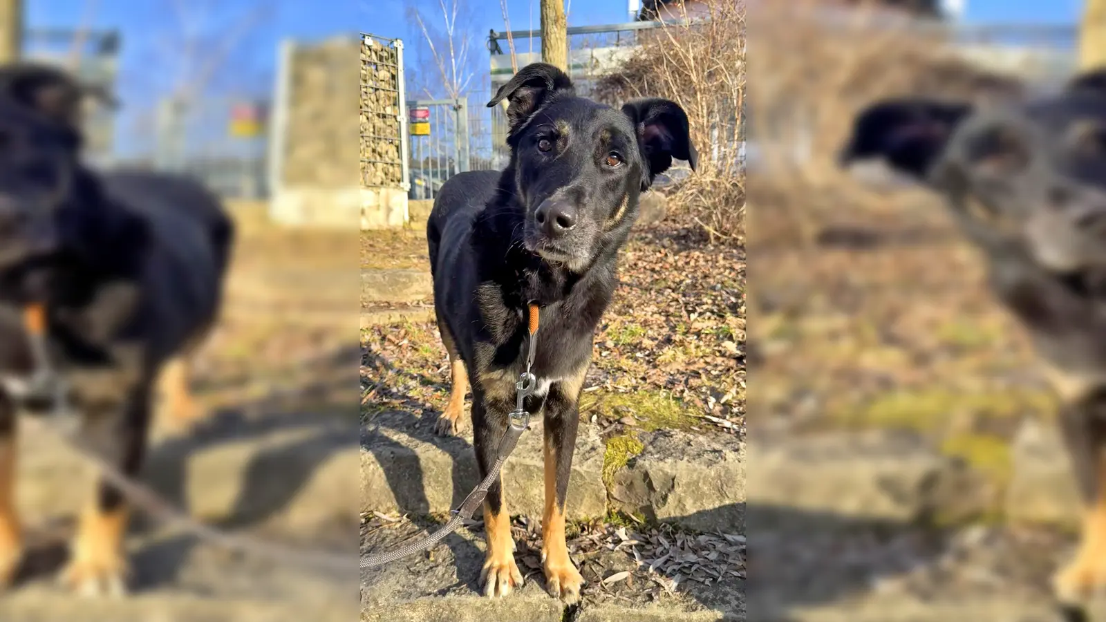 Mischlingsrüde Balu. (Foto: Tierheim Riem)