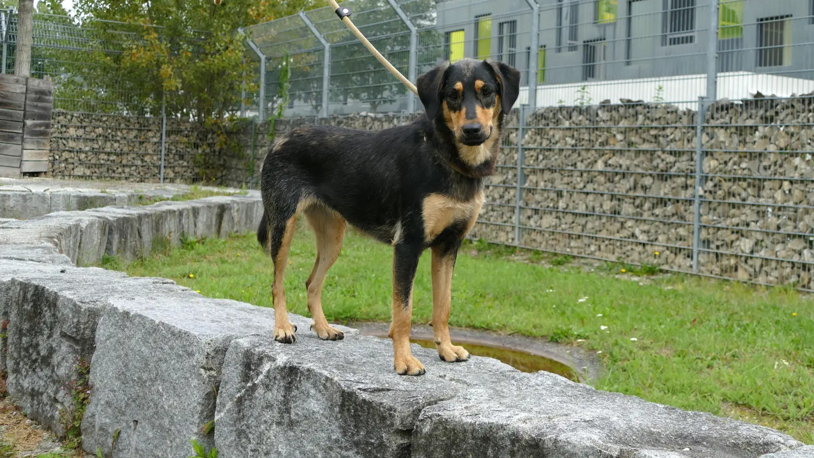 Die mittelgroße Mischlingshündin Bella wurde im Februar 2024 geboren und ist kastriert. (Foto: Tierheim Riem)