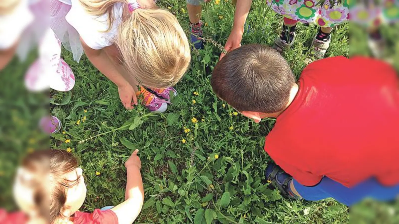 Gemeinsam mit anderen Kindern alles Wissenswertes über die Pflanzenwelt im Sommer erfahren	 (Foto: VA)