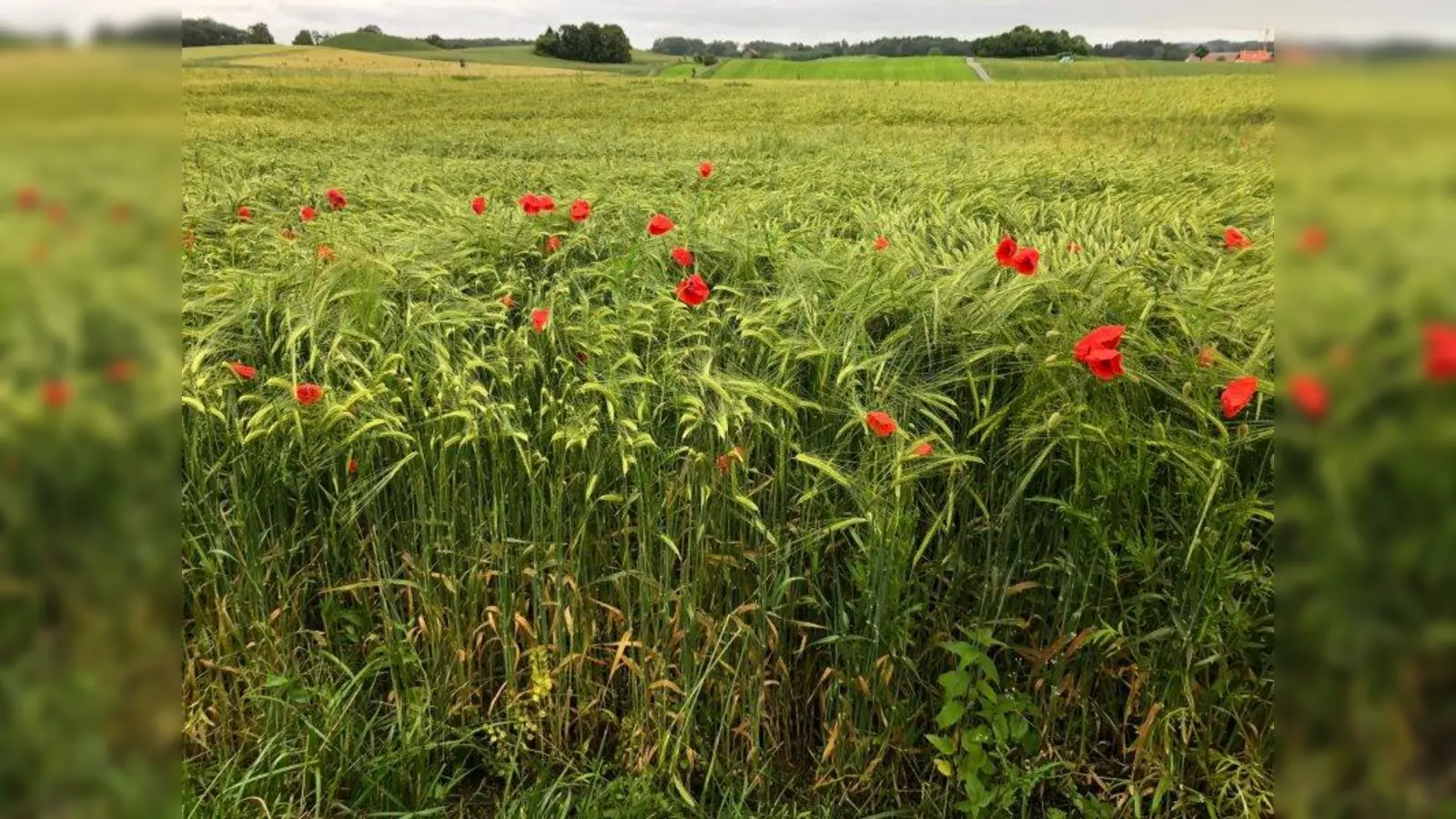 Die wenigen Mohnblumen in diesem Feld mindern den Ernteertrag noch nicht. (Foto: pst)