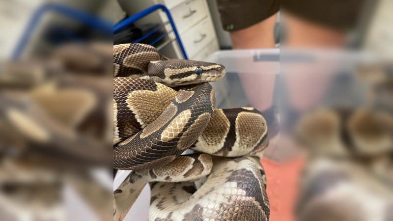 Am 8. Juli wurden in der Pertisaustraße 15 zwei Königspythons ausgesetzt (Foto: Auffangstation für Reptilien, München e.V.)