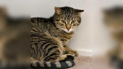 Wastl ist ein europäisch Kurzhaar Kater. (Foto: Tierheim Riem)