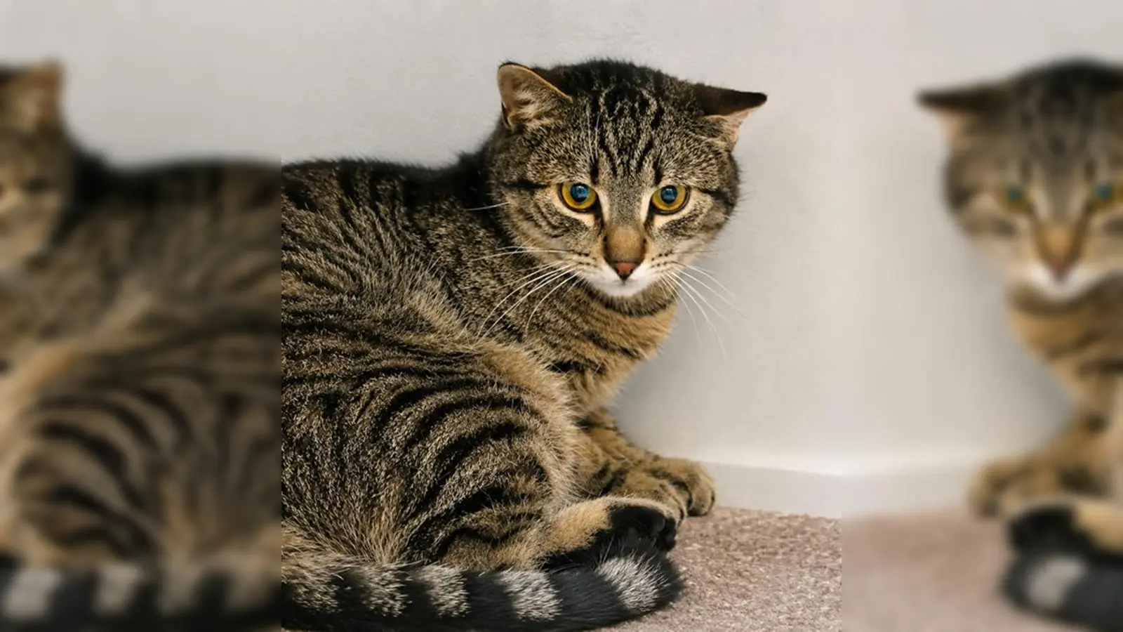 Wastl ist ein europäisch Kurzhaar Kater. (Foto: Tierheim Riem)
