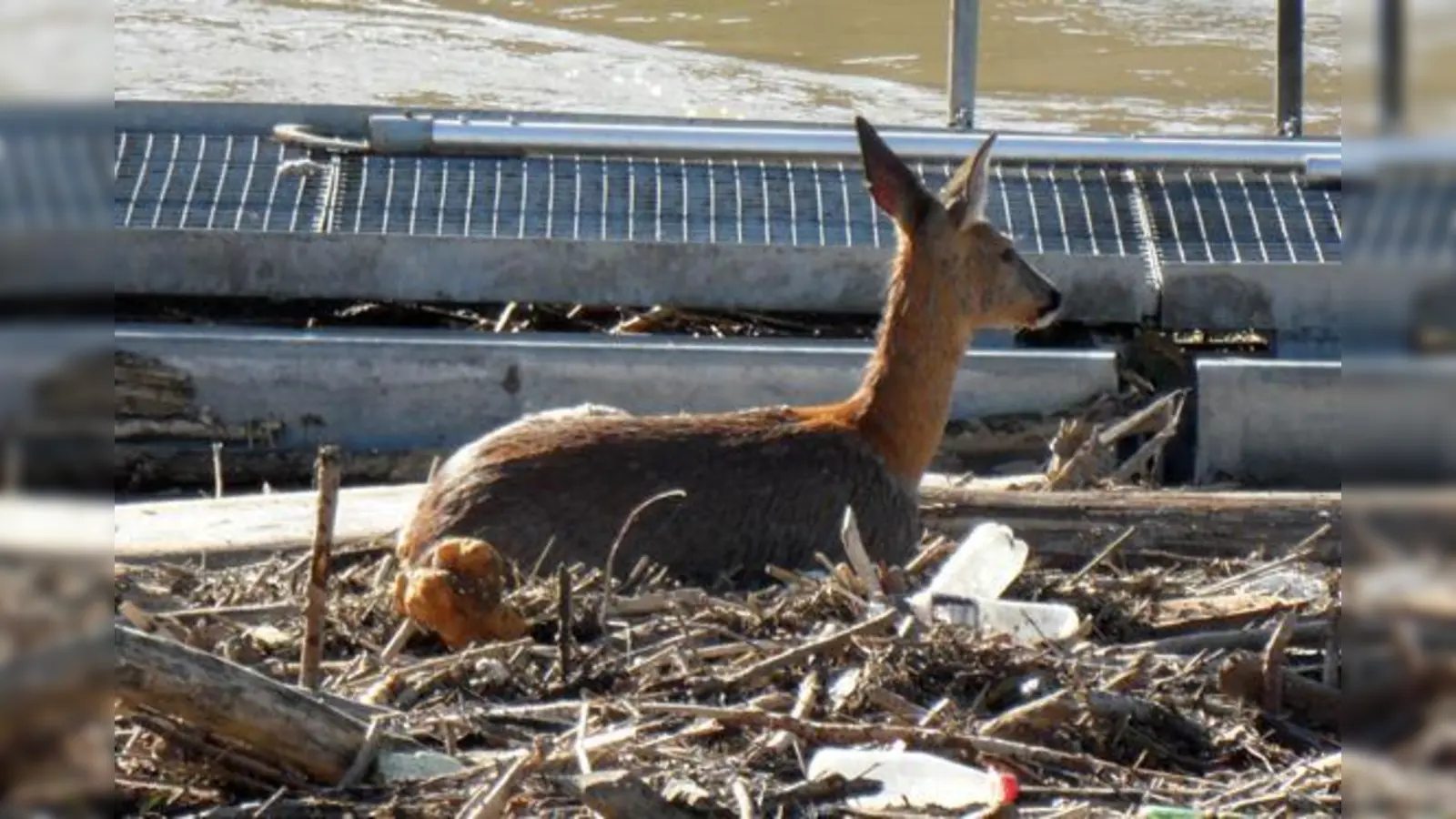 Erschöpft zwischen Treibholz: Ein Reh vor dem Einlauf eines Kraftwerks. So etwas löst regelmäßig größere Feuerwehreinsätze aus. 	 (Foto: kw)