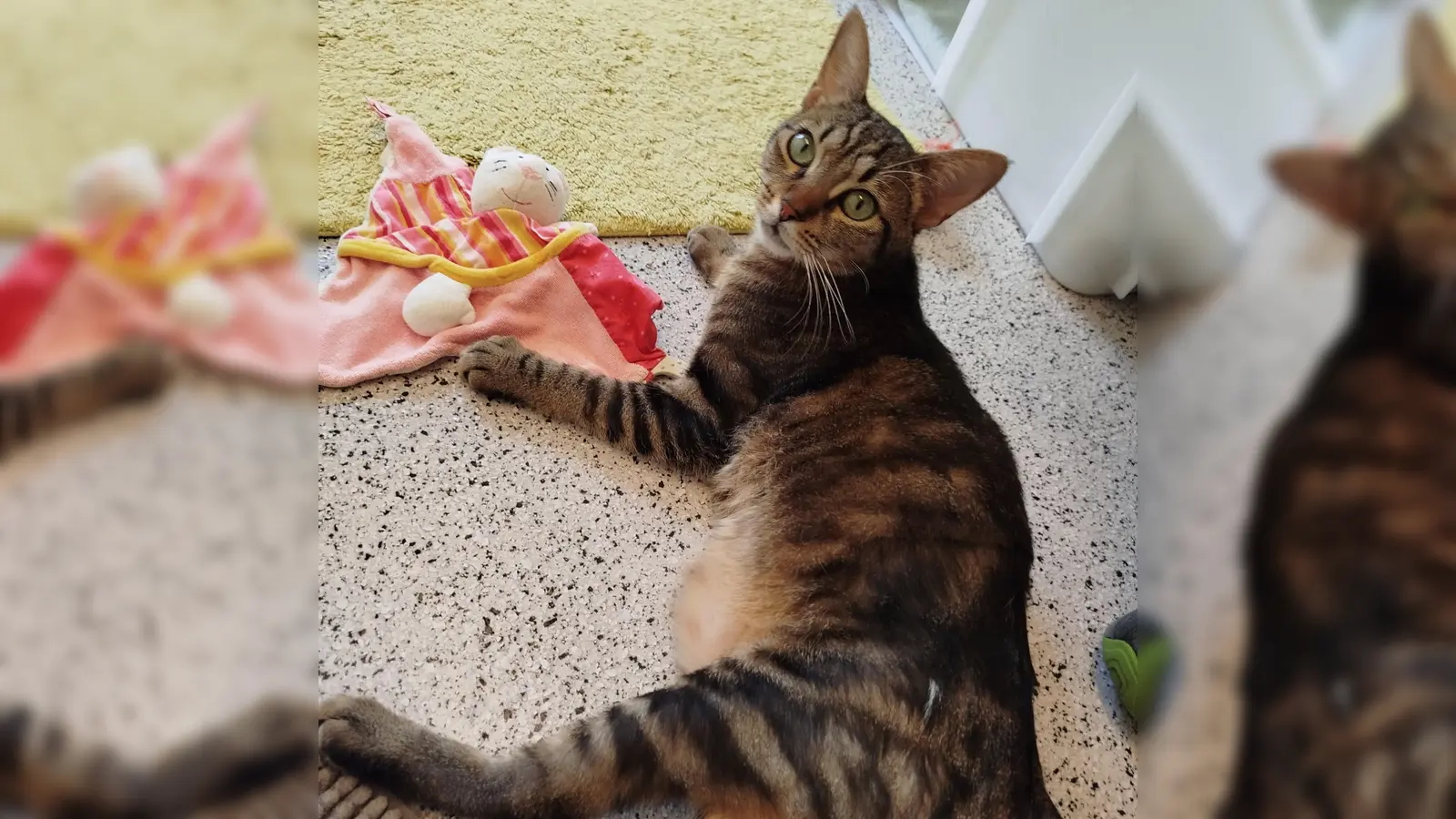 Menschenbezogene Katzendame Luna. (Foto: Tierheim Riem)