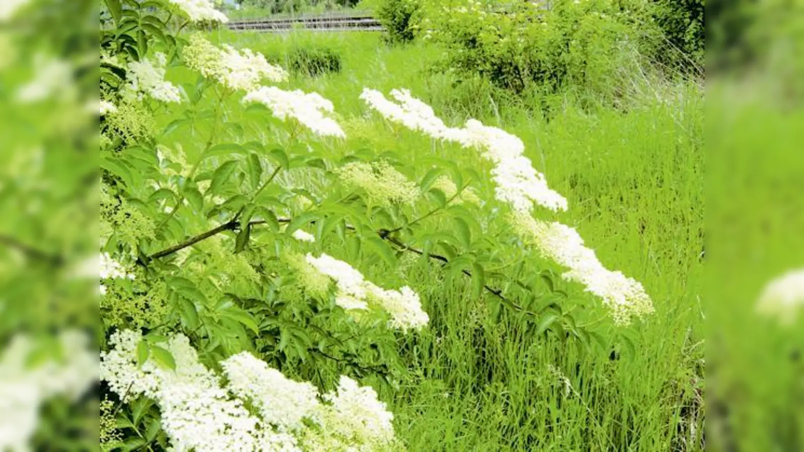 Hat jetzt Saison und ist ein besonderer Strauch: Holunder in Blüte.	 (Foto: LBV)