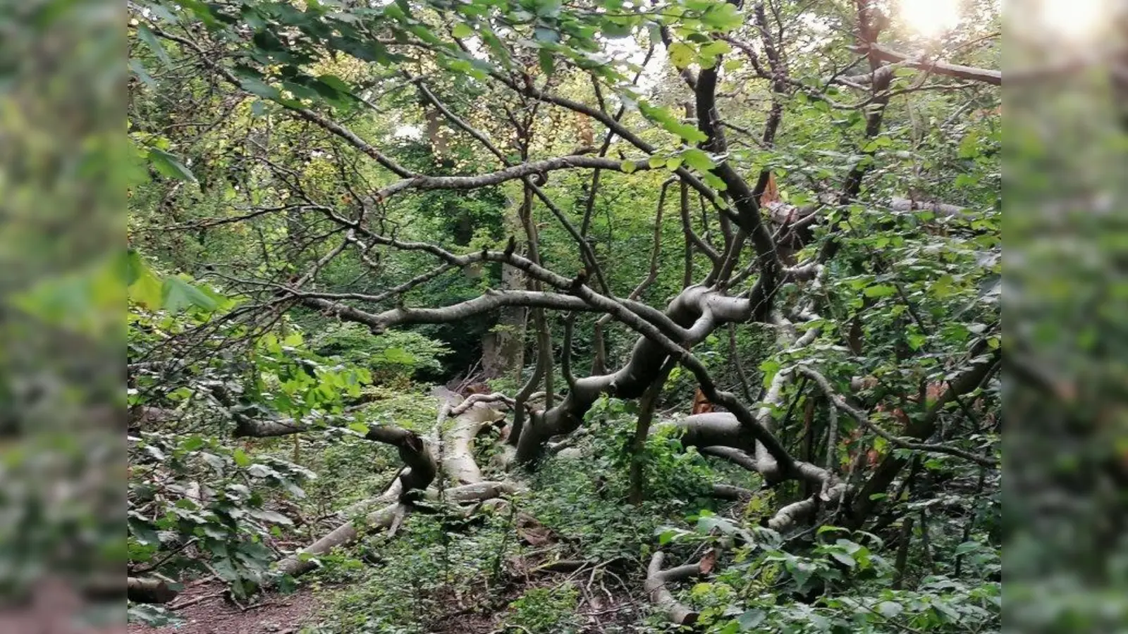 Im Garatshausener Wäldchen. (Foto: job)