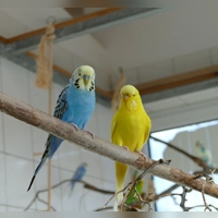 Merlinchen und Jane (Foto: Tierheim Riem)