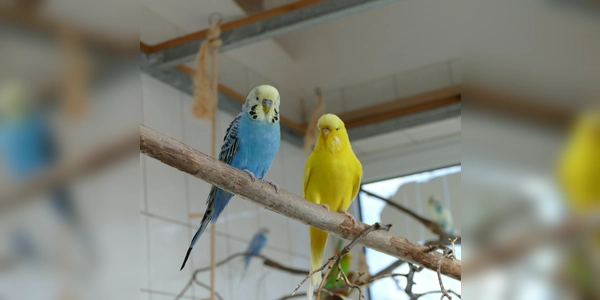 Merlinchen und Jane (Foto: Tierheim Riem)
