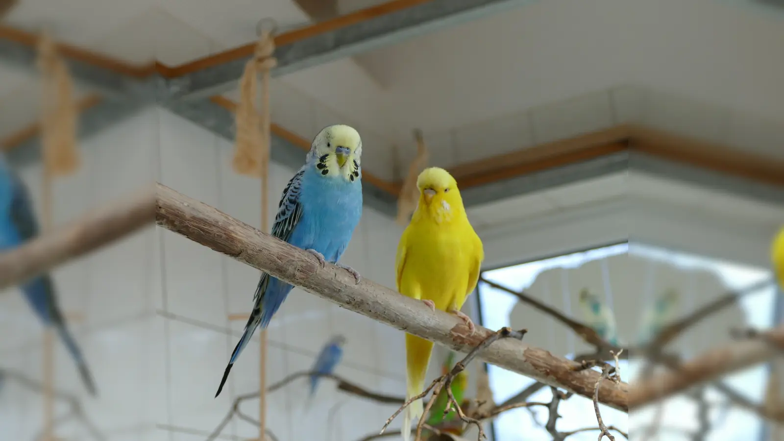 Merlinchen und Jane (Foto: Tierheim Riem)