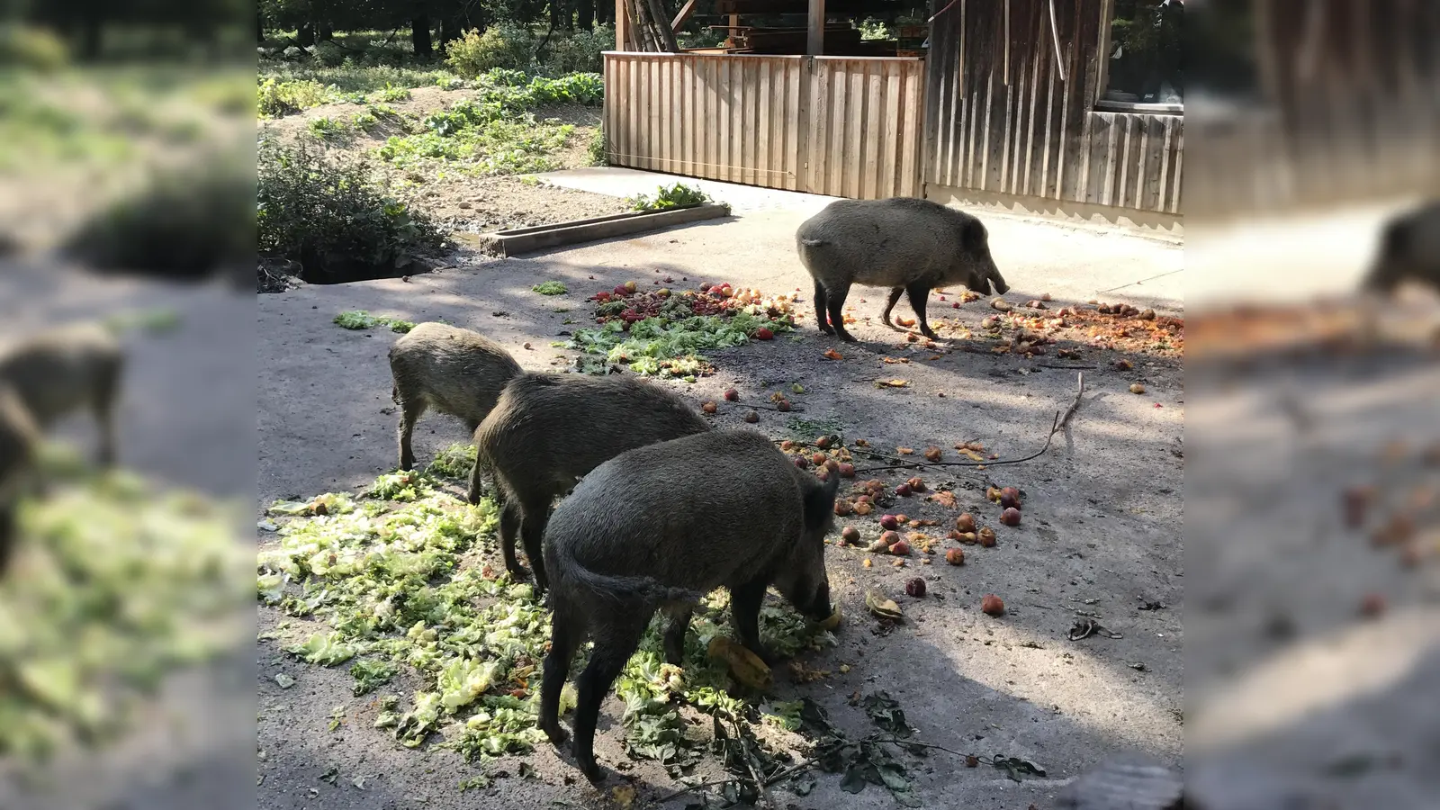 Immer gegen 16 Uhr findet in der Sauschütt im Walderlebniszentrum die Fütterung der Wildschweine statt.  (Foto: hw)