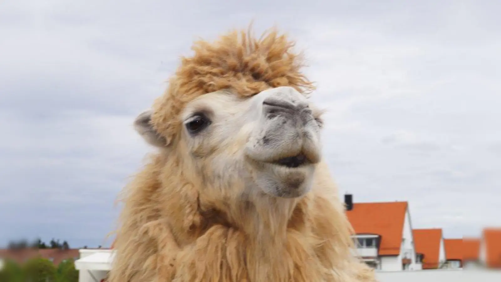 Zutraulich kommt das Kamel zu den Besuchern an den Zaun. (Foto: pst)