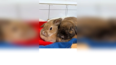 Milli (Widderkaninchen, dunkelbraun) und Vanilla (Widderkaninchen, hellbraun. (Foto: Tierheim Riem)