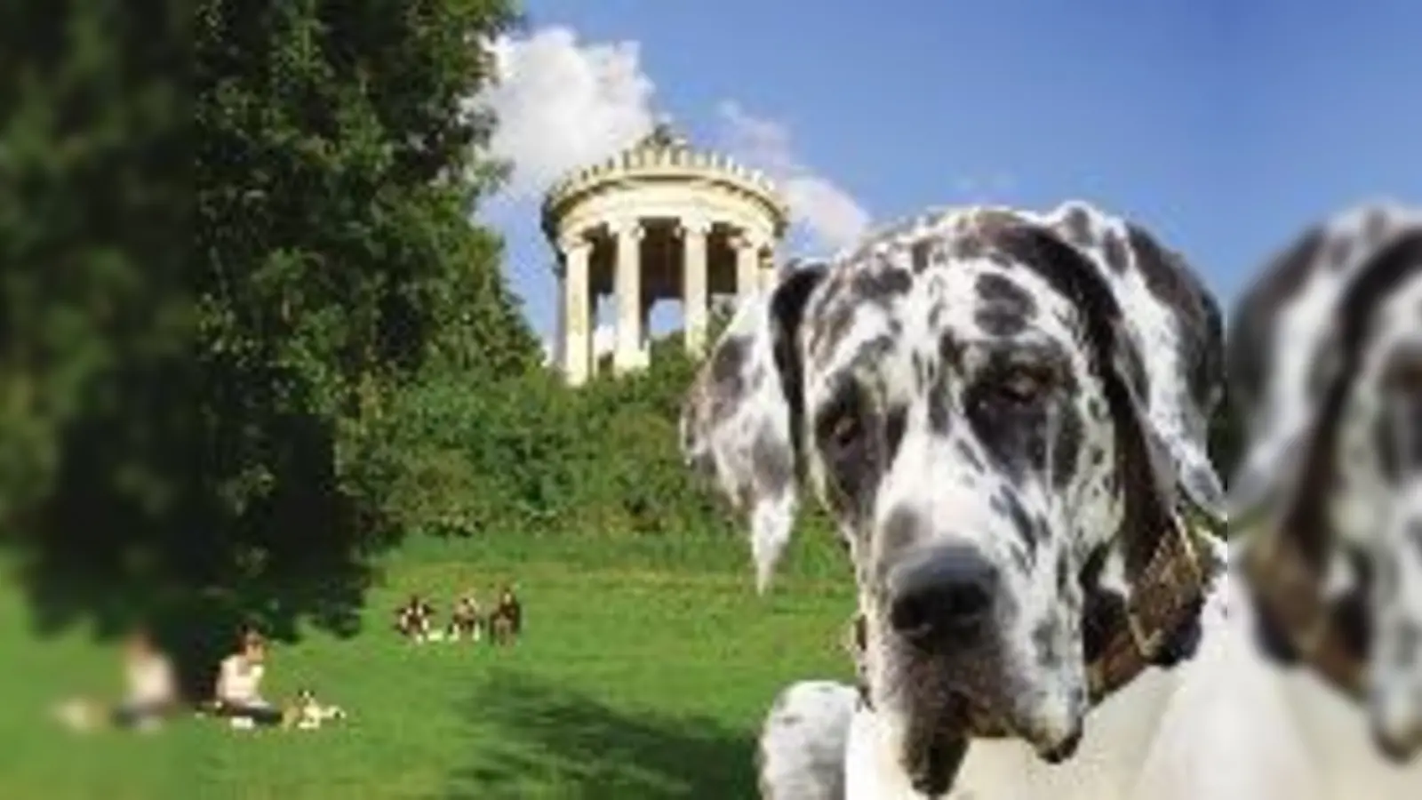 Auf Hunde im Englischen Garten könnten demnächst harte Zeiten zukommen: Die Bayerische Staatsregierung will eine neue Parkordnung verhängen. Darin wird über einen per Strafen durchgesetzten Leinenzwang für Fiffis nachgedacht.  (Foto: js)