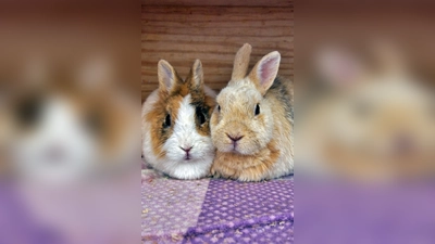 Zwergkaninchen Rosalinde und Kralli. (Foto: Tierheim Riem)