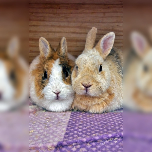 Zwergkaninchen Rosalinde und Kralli. (Foto: Tierheim Riem)
