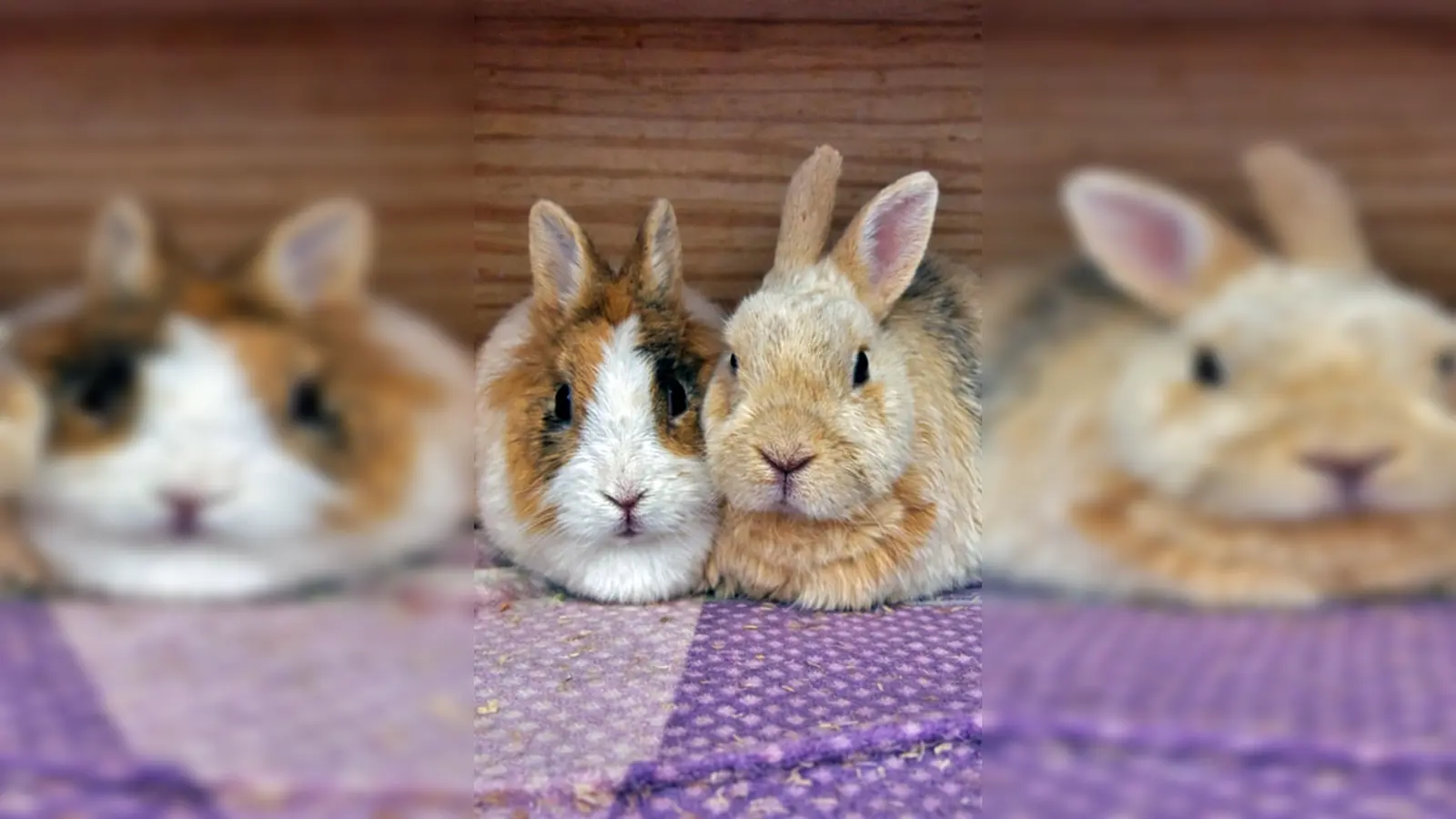 Zwergkaninchen Rosalinde und Kralli. (Foto: Tierheim Riem)