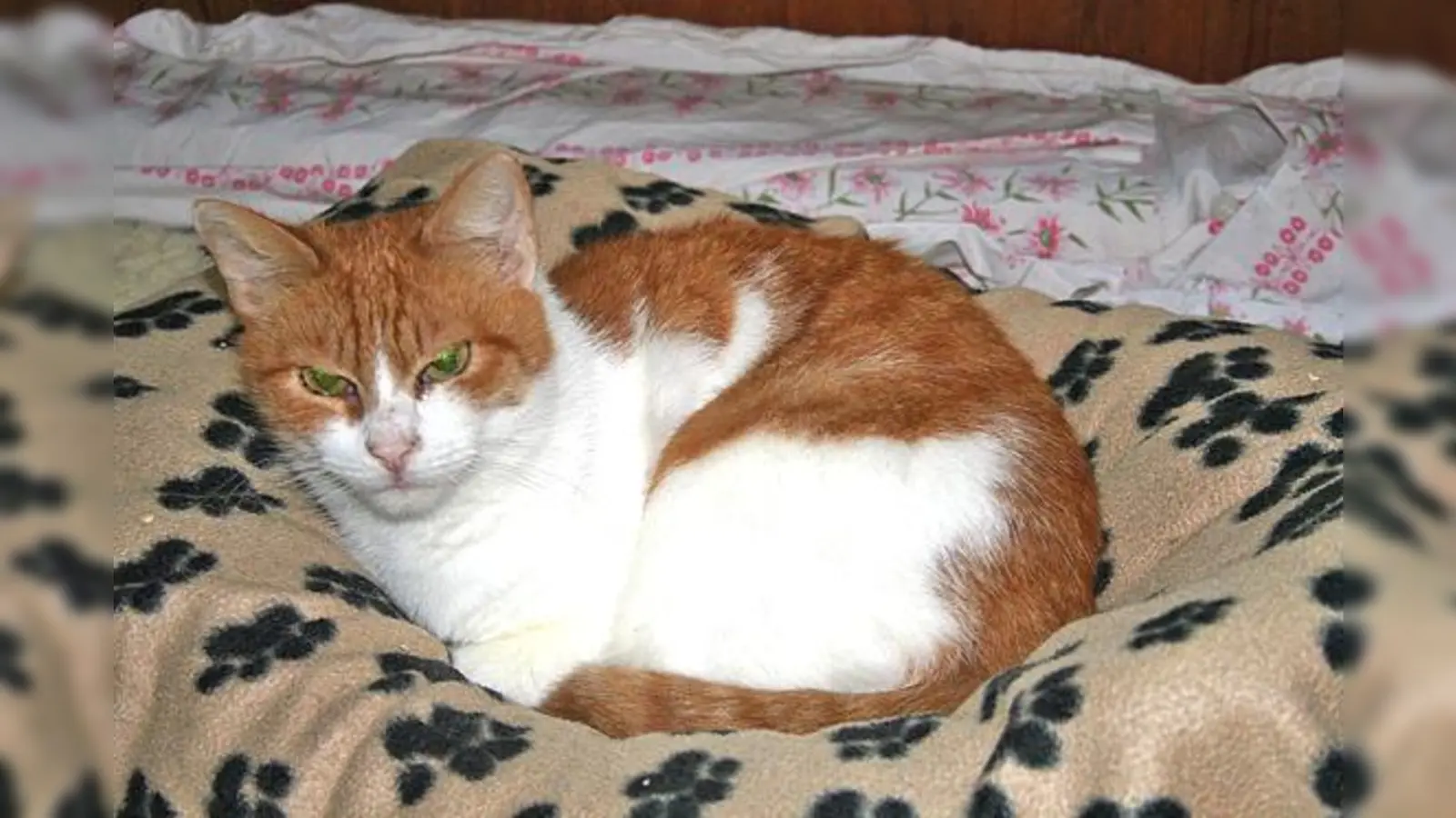 Moosach · Drei Schmuser abzugeben (Foto: red)