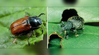 Der Gartenlaubkäfer (links) ist ein Schädling, dessen Larven durch Wurzelfraß vor allem der Rasenfläche schaden. Die Larven des Dickmaulrüsslers (rechts) hingegen haben es eher auf Rhododendron und Efeu abgesehen. Beide Schädlinge lassen sich mit HM-Nematoden gut bekämpfen. Die winzigen Fadenwürmer sind für Menschen, Haustiere und Pflanzen unbedenklich und verschwinden von selbst, nachdem sie die Schädlinge beseitigt haben. (Foto: Neudorff/txn)