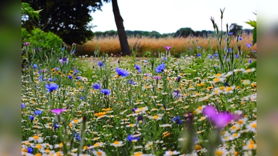 Damit es in Ismaning weiterhin grünt und blüht, gibt die Gemeinde kostenloses Saatgut aus. (Foto: CC0)