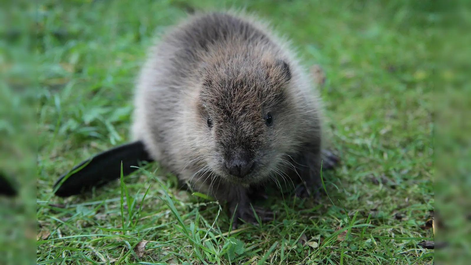 Eine Ausstellung über Biber kann man in der Bücherei Neubiberg bewundern. (Foto: C. Willner)