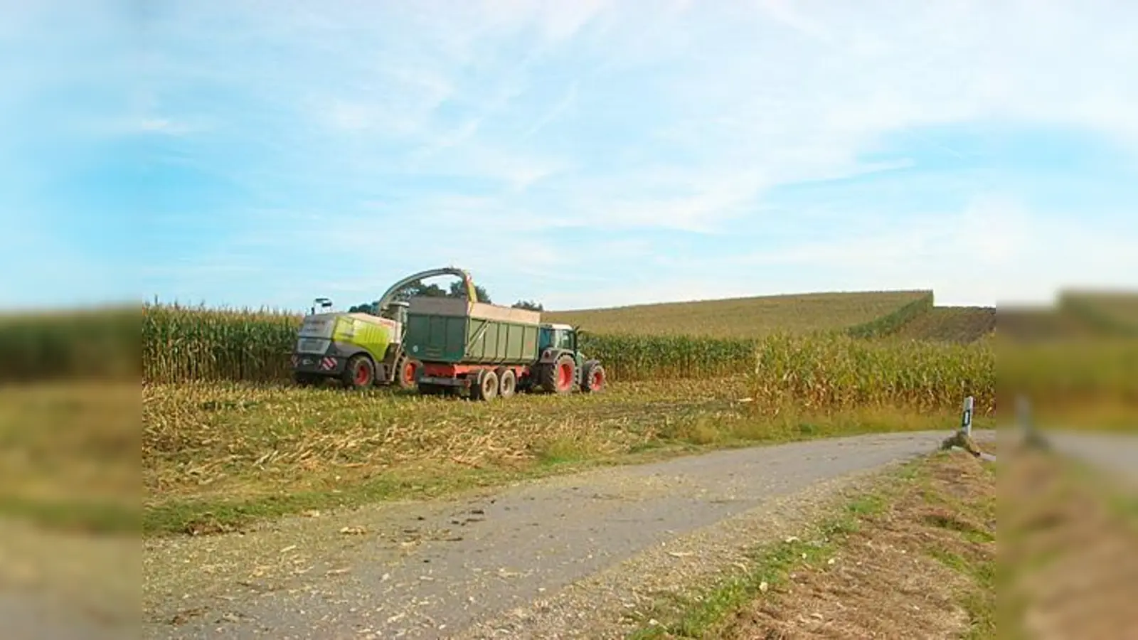 Durch die gegenwärtige Maisernte verliert das Rehwild seine vertrauten Unterstände und wird zu panischen Fluchten veranlasst.  (Foto: Jagdverband)