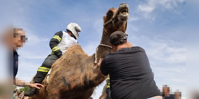  Mit Motorradhelm und in Uniform: Die Feuerwehr veranstaltete das umstrittene Rennen. (Foto: Animal Rebellion)