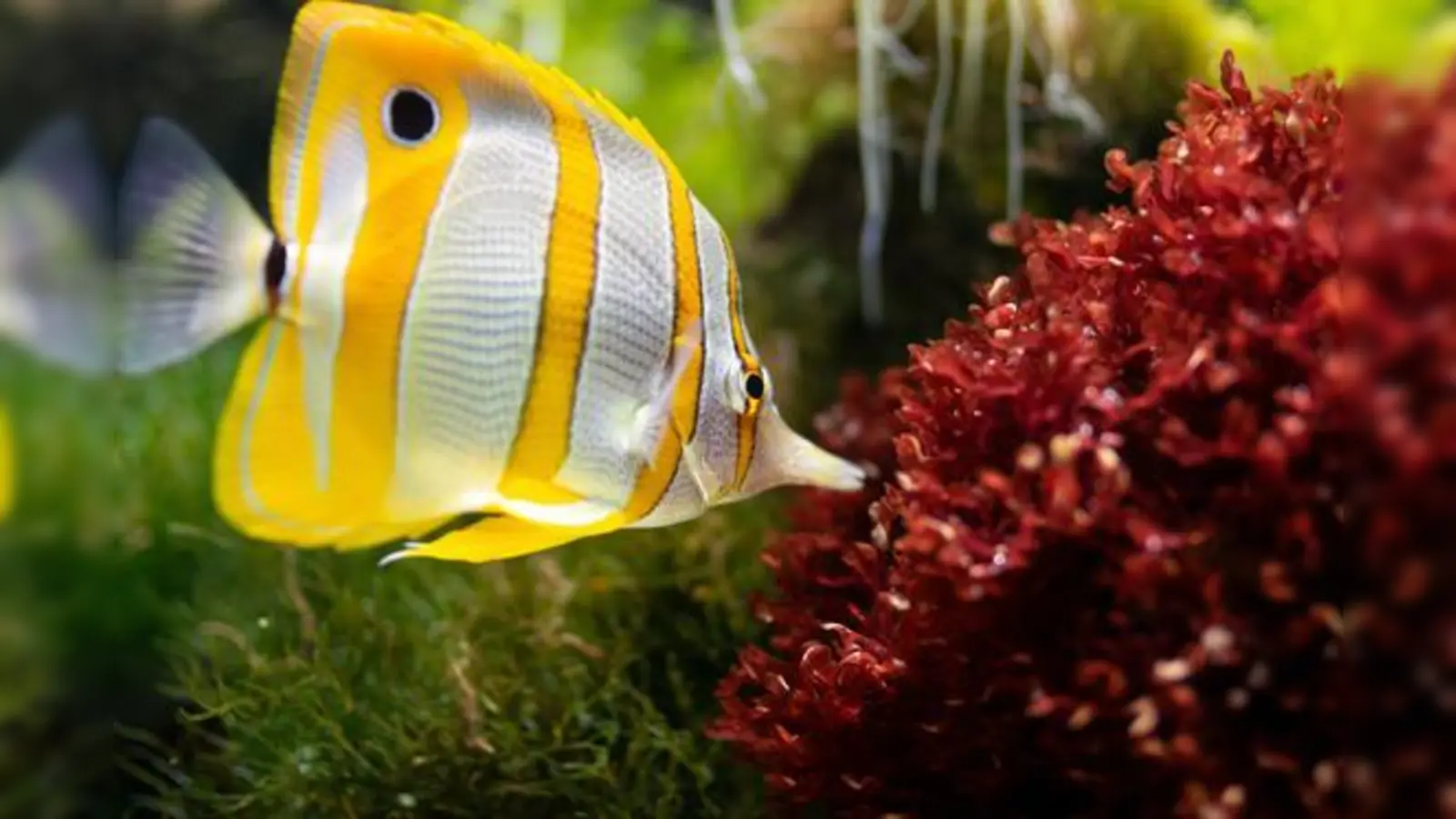Selbst gezüchtete Zierfische, Schnecken, Garnelen und Wasserpflanzen können erstanden werden.  (Foto: CC0)