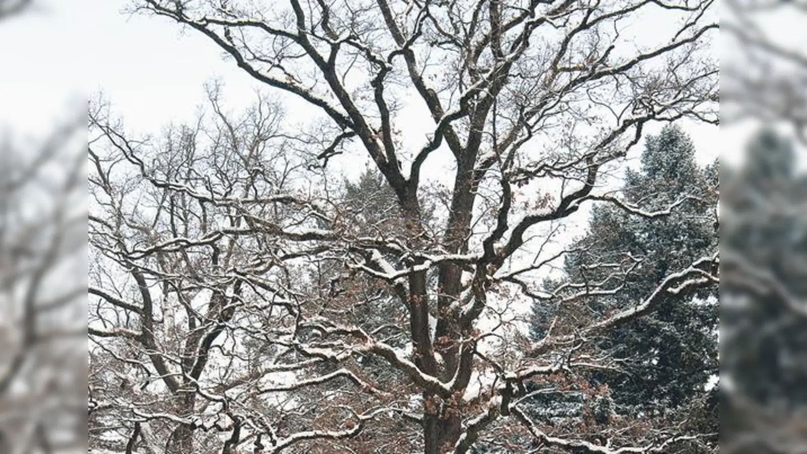 Eine typische Wuchsform und eine stark strukturierte Rinde zeichnen heimische Eichen aus.	 (Foto: Franz Höck)