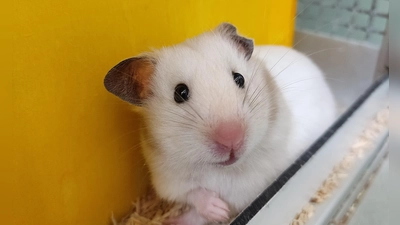 Hamstburg sucht ein neues Zuhause. (Foto: Tierschutzverein München e.V.)