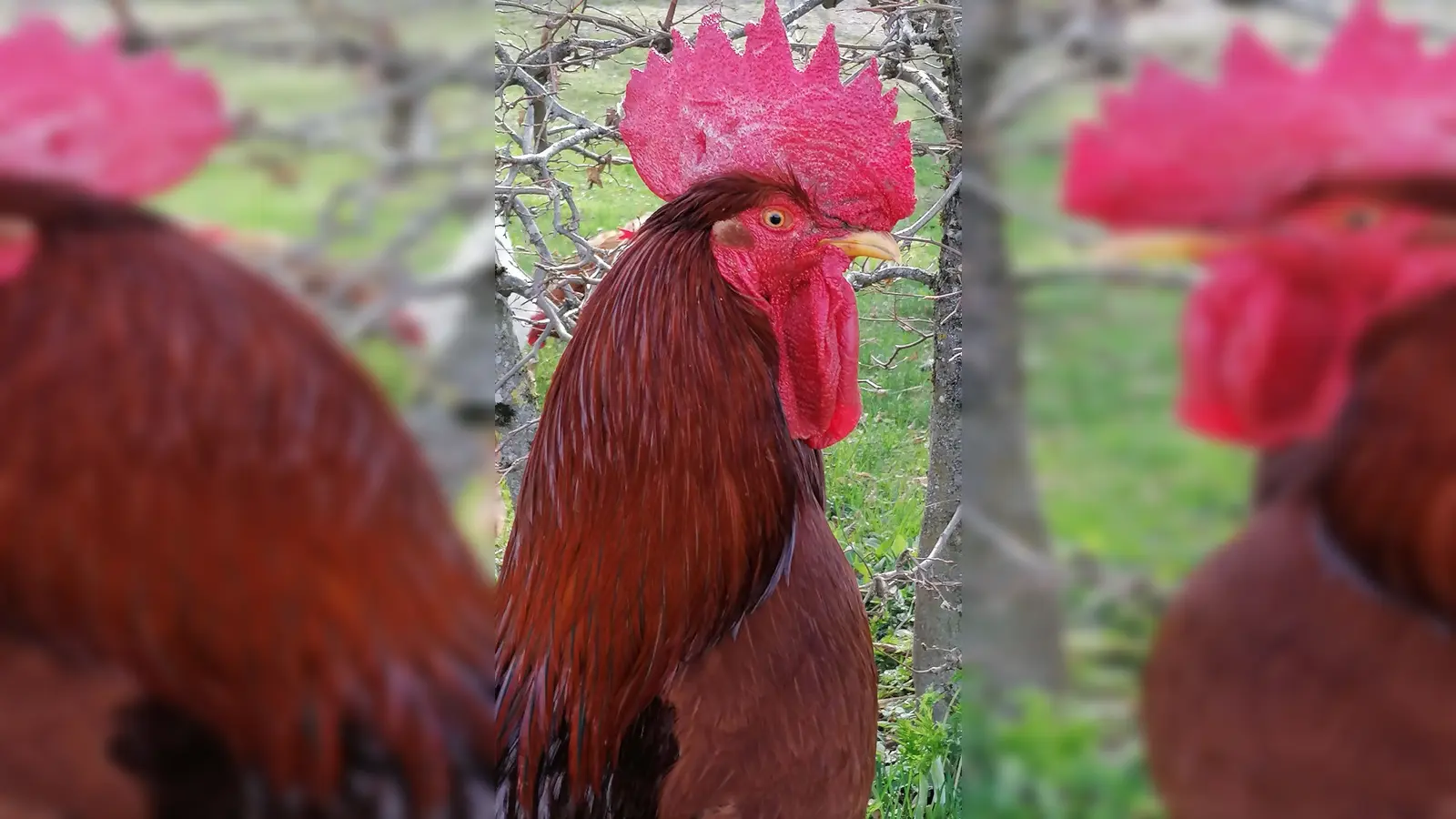 Unter anderem besichtigen die Teilnehmer der Radeltour einen Hühnerstall. (Foto: job)