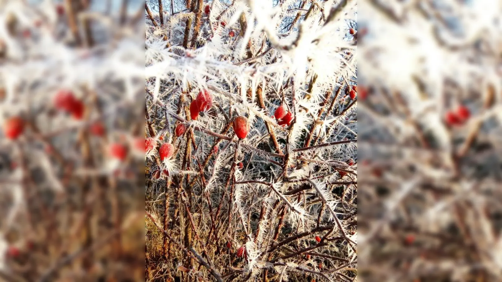 Frost schadet den Hagebutten nicht. Danach werden sie sogar noch süßer. (Foto: pst)