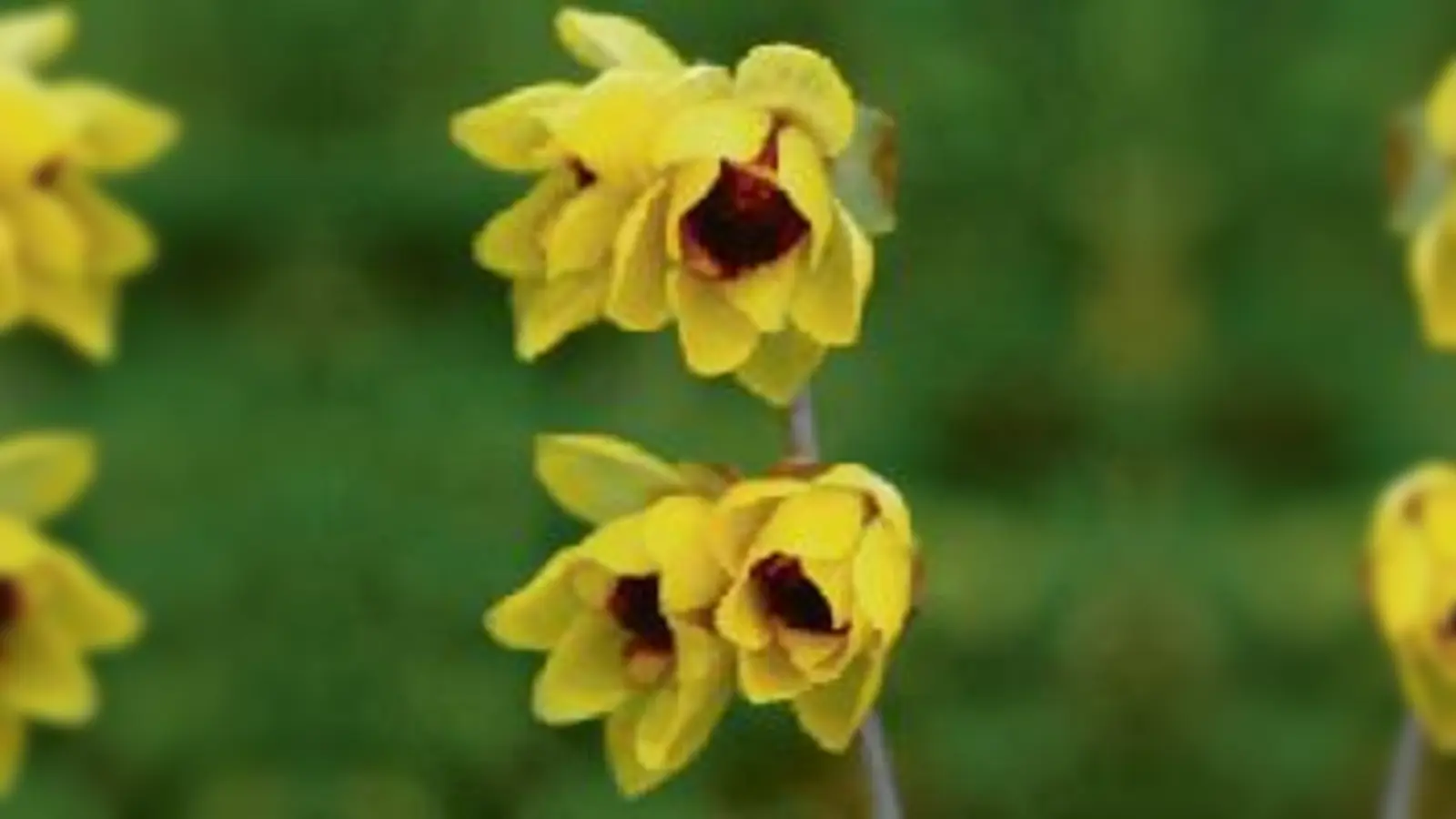 Die chinesische Winterblüte im Botanischen Garten in Nymphenburg. 	 (Foto: VA)
