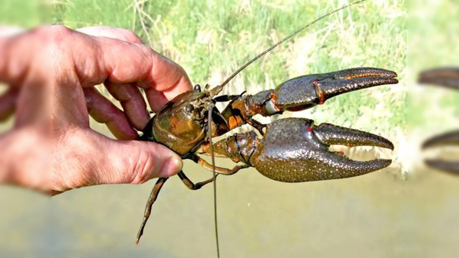 Der Zustorfer Weiher ist ein beliebtes Badegewässer, aber auch die einzige Aufzuchtstation für Edelkrebse im ganzen Kreis Erding. Hygiene ist deshalb besonders wichtig. 	 (Foto: Wunner)