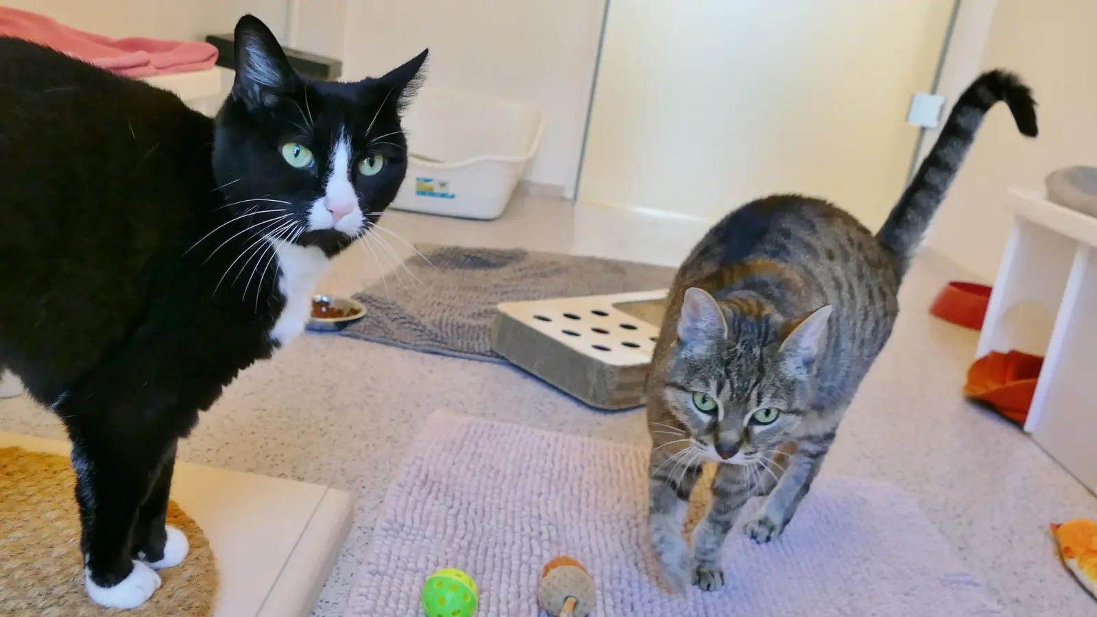 Balu (links) und Suki sind ein eingespieltes Team und werden daher nur gemeinsam vermittelt. (Foto: Tierschutzverein München)