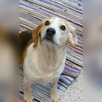 Hündin Babsi. (Foto: Tierheim Riem)