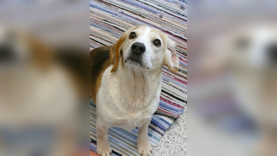 Hündin Babsi. (Foto: Tierheim Riem)