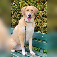 Archie ist ein gemütlicher und ruhiger Rüde. (Foto: Tierheim Riem)