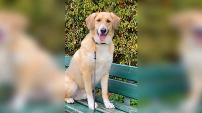 Archie ist ein gemütlicher und ruhiger Rüde. (Foto: Tierheim Riem)