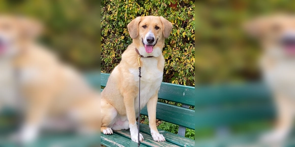 Archie ist ein gemütlicher und ruhiger Rüde. (Foto: Tierheim Riem)