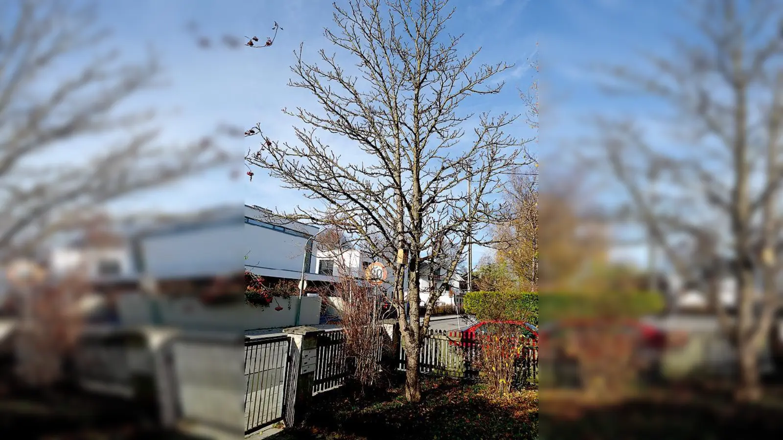 Die Kastanie der Familie Esau ist über 40 Jahre alt.	 (Foto: privat)