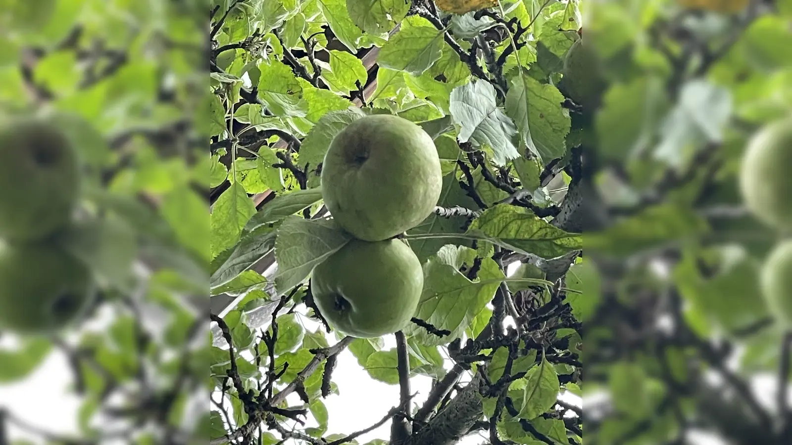 Ab Ende August läuft die Obstpresse des Vereins für Gartenbau und Landespflege wieder.  (Foto: pst)